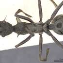Image of Polyrhachis rugifrons Smith 1860