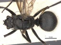 Image of Polyrhachis sculpturata Smith 1860