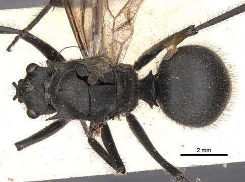 Image de Polyrhachis sculpturata Smith 1860