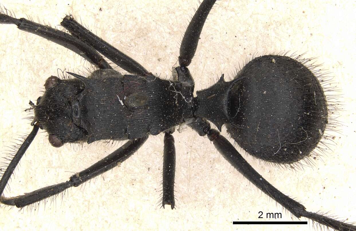 Image of Polyrhachis sculpturata Smith 1860