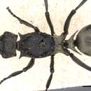 Image of Polyrhachis peregrina Smith 1860