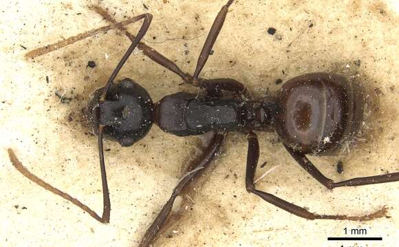 Image of Polyrhachis charaxa Smith 1860