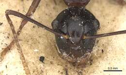 صورة Polyrhachis charaxa Smith 1860