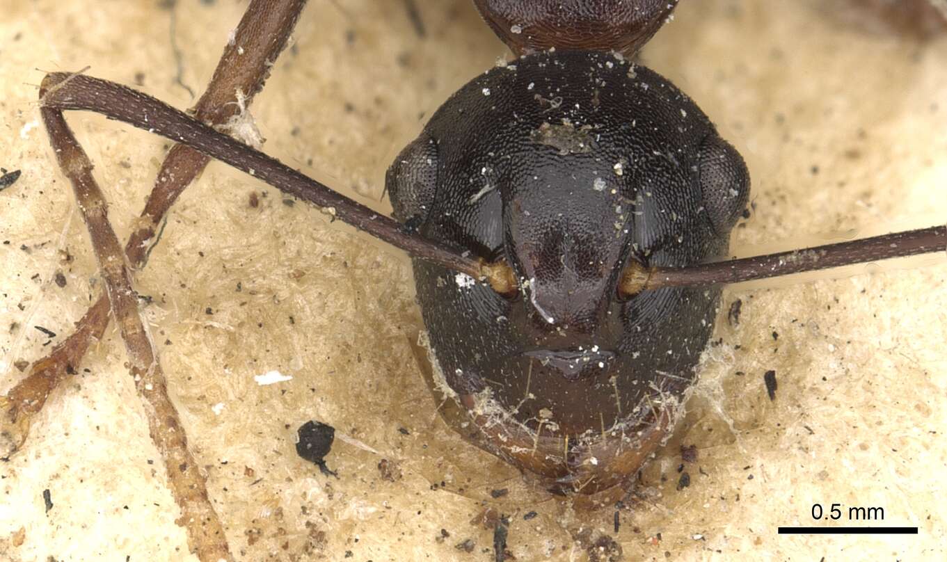 صورة Polyrhachis charaxa Smith 1860