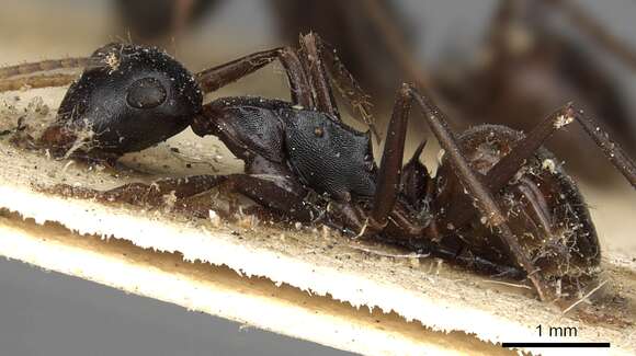 Image of Polyrhachis charaxa Smith 1860
