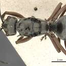 Image of Polyrhachis ithona Smith 1860