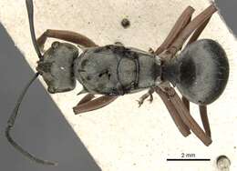 Image of Polyrhachis ithona Smith 1860