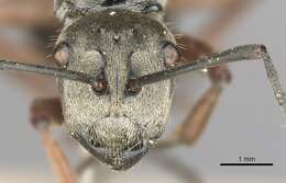 Image of Polyrhachis ithona Smith 1860