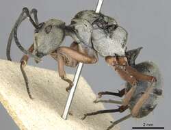 Image of Polyrhachis ithona Smith 1860