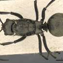 Image of Polyrhachis eudora Smith 1860