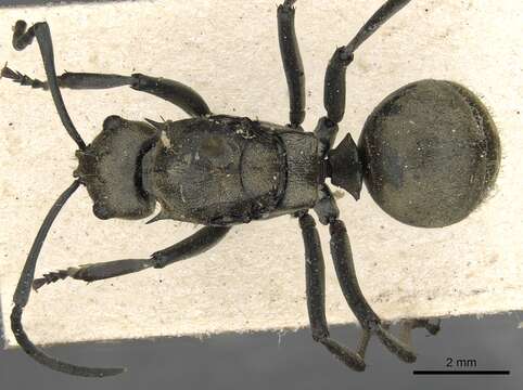 Image of Polyrhachis eudora Smith 1860