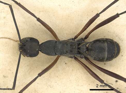 Image of Polyrhachis metella Smith 1860