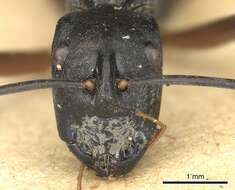 Image of Polyrhachis metella Smith 1860