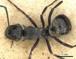 Plancia ëd Polyrhachis atropos Smith 1860