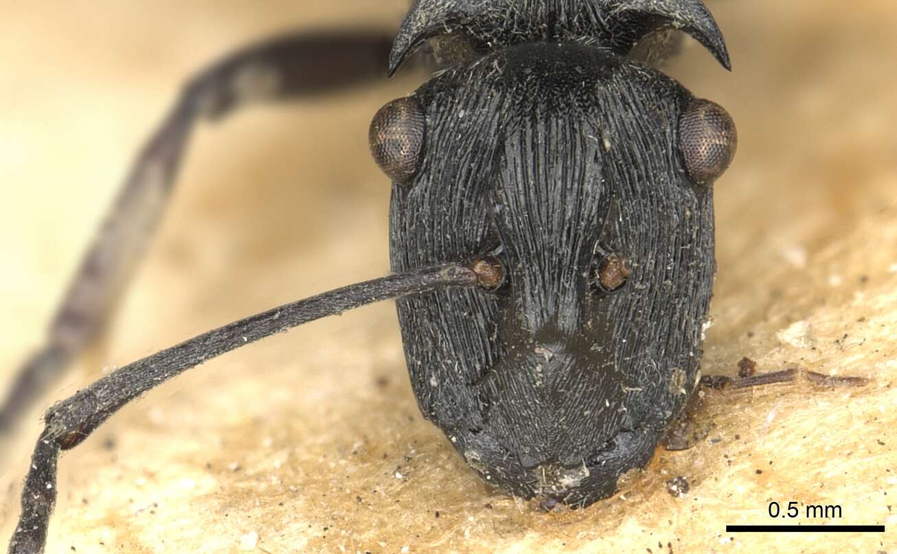 Plancia ëd Polyrhachis atropos Smith 1860