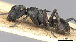 Plancia ëd Polyrhachis atropos Smith 1860