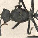 Image of Polyrhachis alphena Smith 1860