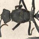 Image de Polyrhachis alphena Smith 1860