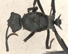 Image of Polyrhachis alphena Smith 1860