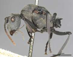 Image of Polyrhachis alphena Smith 1860