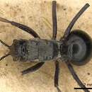 Image of Polyrhachis labella Smith 1860