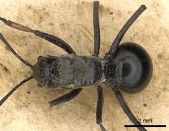 Image of Polyrhachis labella Smith 1860