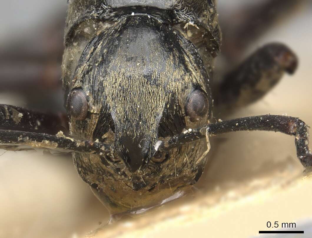 Image of Polyrhachis labella Smith 1860