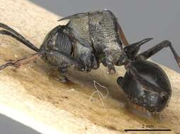 Image de Polyrhachis labella Smith 1860