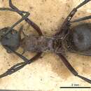 Image of Polyrhachis fervens Smith 1860