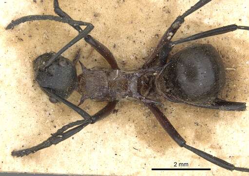 Image of Polyrhachis fervens Smith 1860