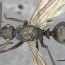 Image of Polyrhachis constructor Smith 1857
