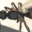 Image of Polyrhachis ruficornis Smith 1857