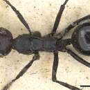 Image of Polyrhachis textor Smith 1857
