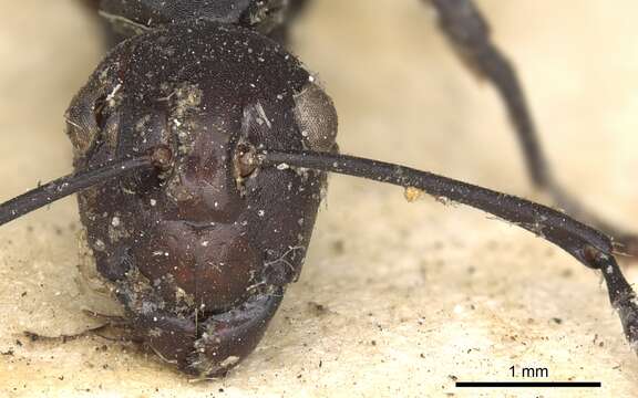 Image of Polyrhachis textor Smith 1857
