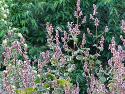 Слика од Pogostemon benghalensis (Burm. fil.) Kuntze