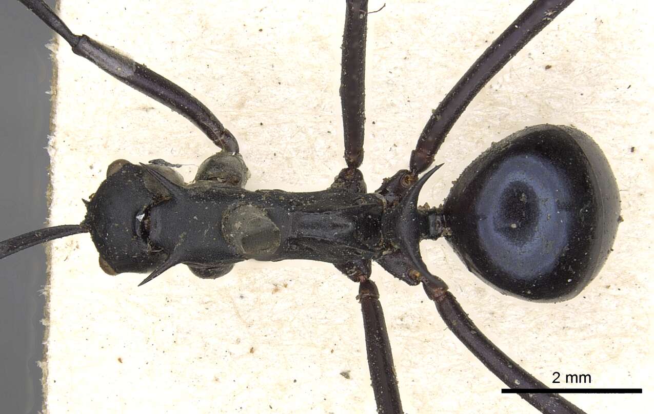 Plancia ëd Polyrhachis chalybea Smith 1857