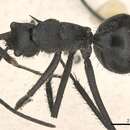 Image of Polyrhachis villipes Smith 1857