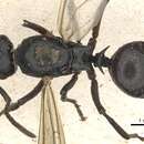 Image of Polyrhachis modesta Smith 1857