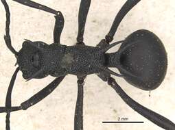 Image of Polyrhachis armata (Le Guillou 1842)