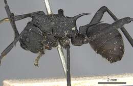 Image de Polyrhachis armata (Le Guillou 1842)