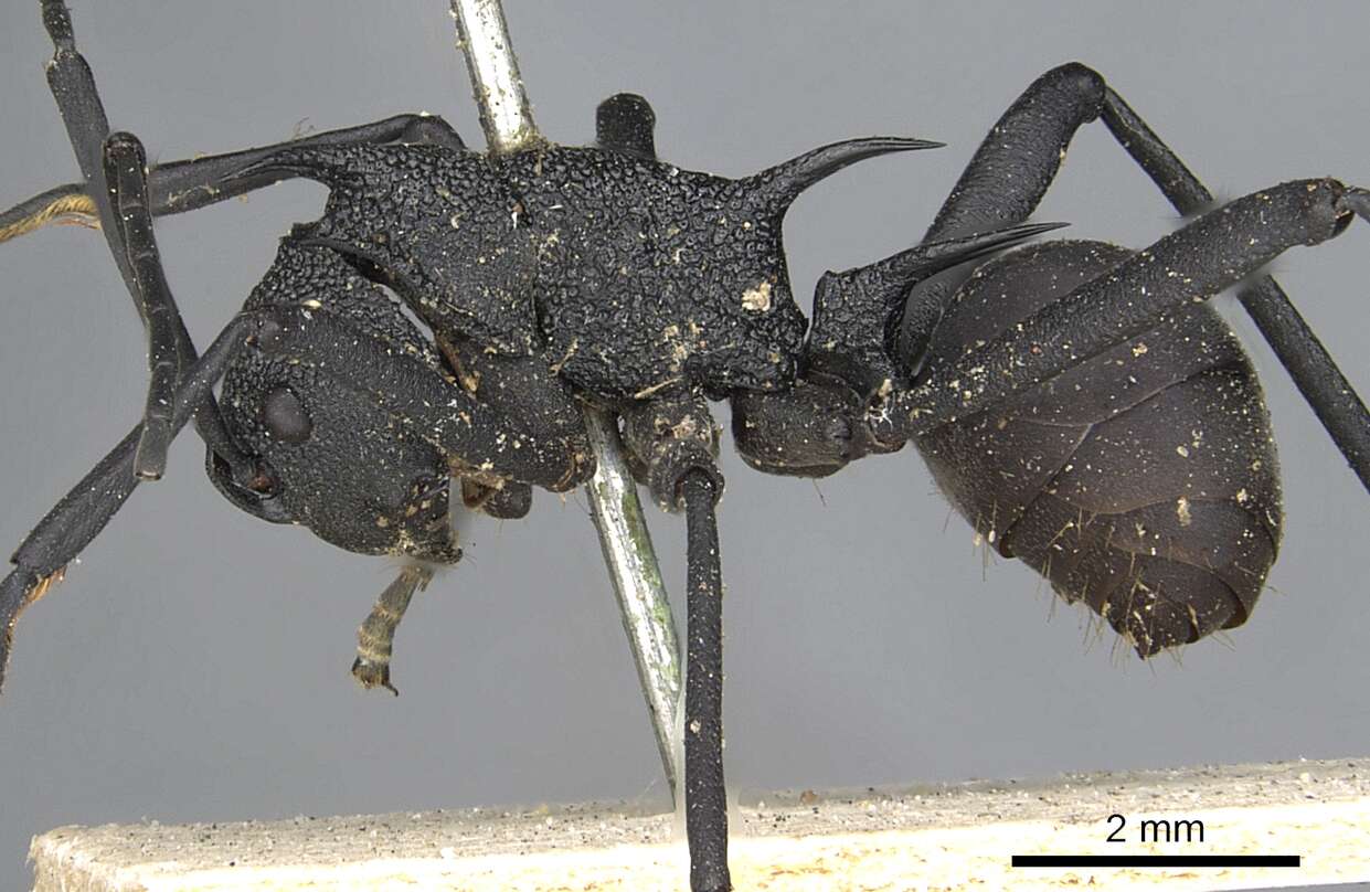 Image of Polyrhachis armata (Le Guillou 1842)