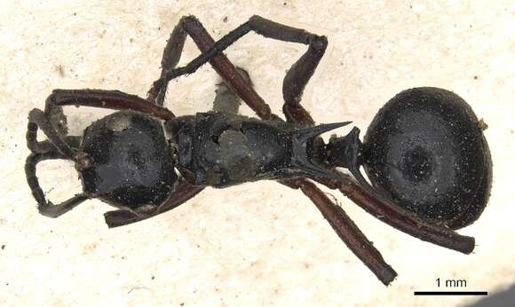 Image of Polyrhachis laevigata Smith 1857