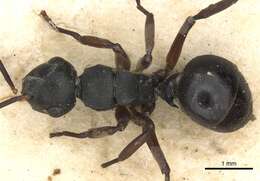 Image de Polyrhachis flavicornis Smith 1857