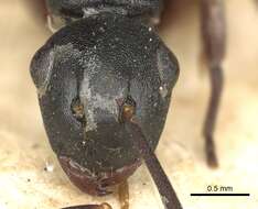 Image de Polyrhachis flavicornis Smith 1857