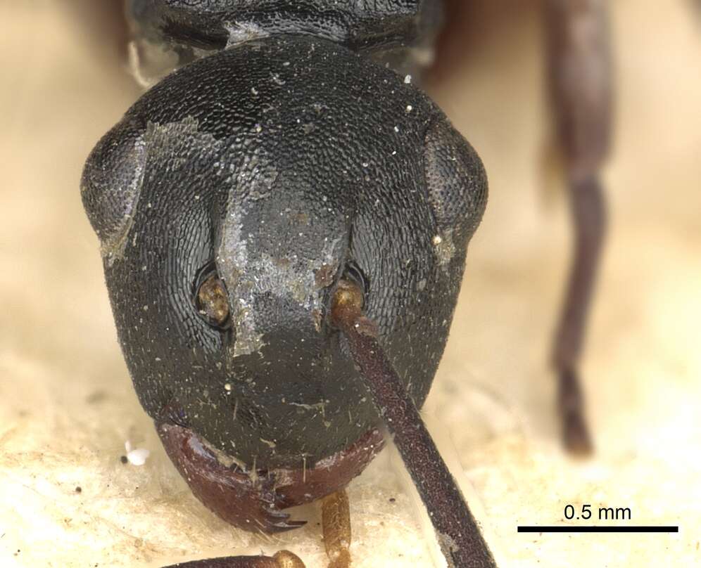 Image de Polyrhachis flavicornis Smith 1857