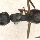 Image of Polyrhachis equina Smith 1857