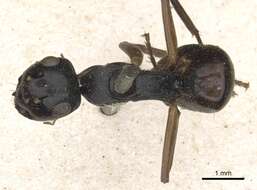 Image of Polyrhachis equina Smith 1857