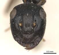 Image of Polyrhachis equina Smith 1857