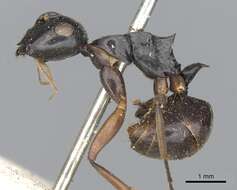 Image of Polyrhachis equina Smith 1857