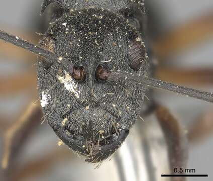 Image of Polyrhachis vindex Smith 1857